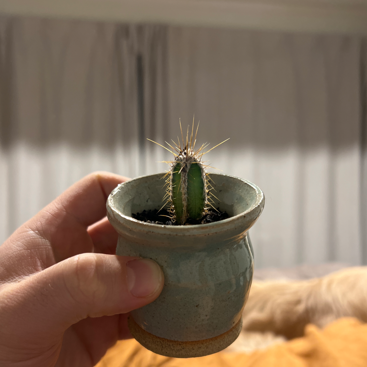 A small Columnar Cactus in a pot, held by a hand, with a blurred background.