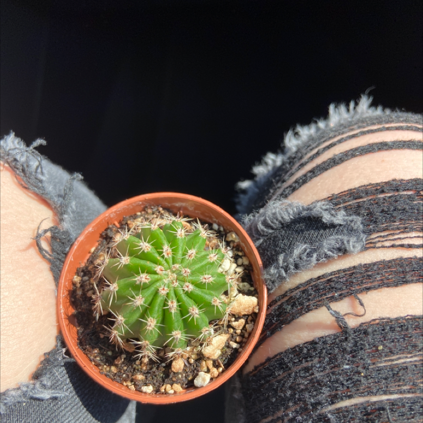 Golden Barrel Cactus plant photo by @JeremiahsJourney named Jeremiah the II on Greg, the plant care app.