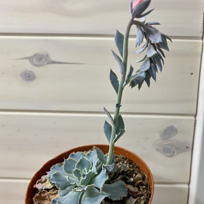 Mexican Hens plant in a pot with a tall stem and slightly discolored leaves.