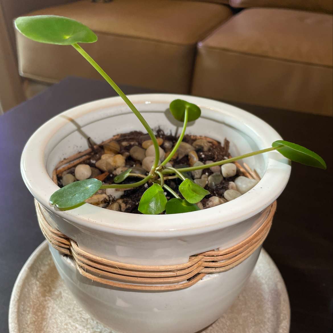 Chinese Money Plant plant photo by @clairebrack named hemi on Greg, the plant care app.