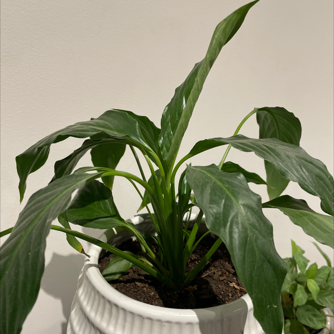 Peace Lily plant photo by Casey named Lily on Greg, the plant care app.