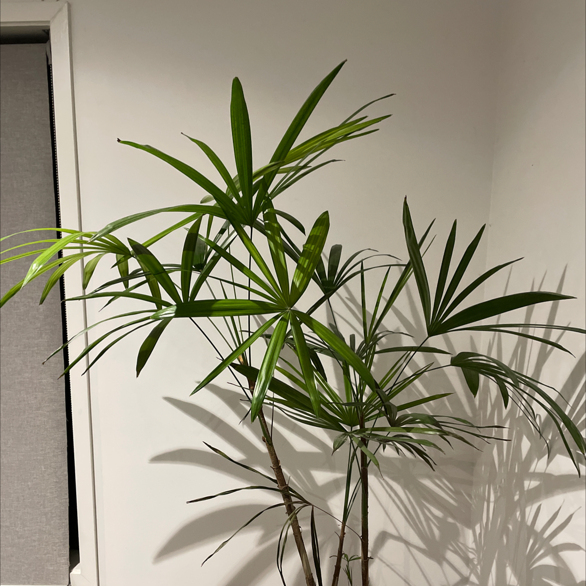 Cyperus Alternifolius plant photo by Casey named Palmy on Greg, the plant care app.