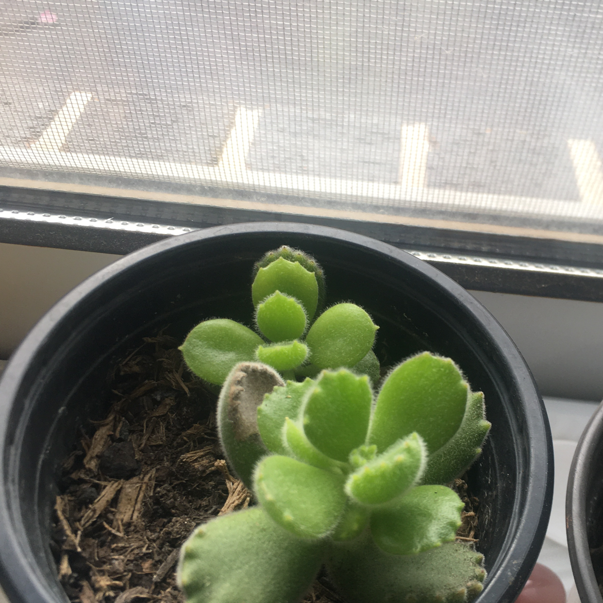 Bear's Paw plant photo by @ggregg named bear paw on Greg, the plant care app.
