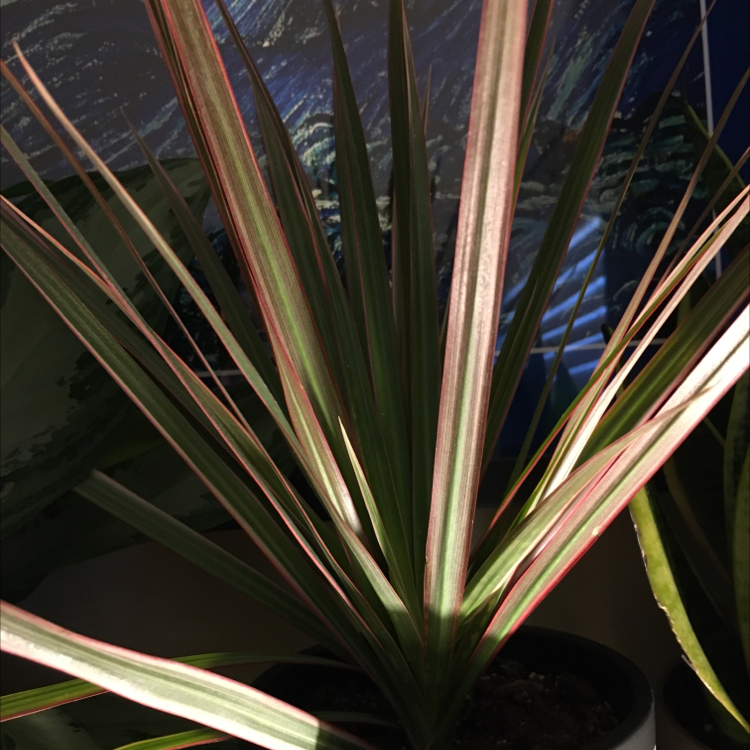 Magenta Dragon Tree with long, narrow leaves and magenta edges, healthy appearance.