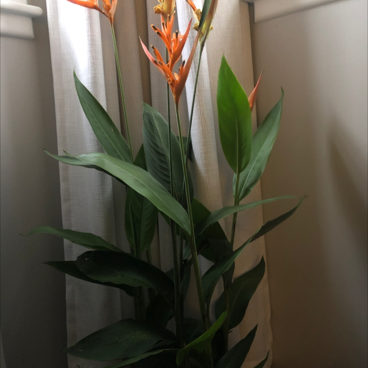 Plant care for Lobsterclaw on Greg, the plant care app