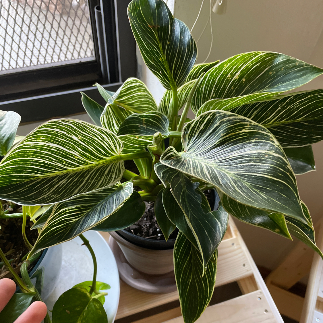 Pinstripe Calathea plant photo by @gustonlowe named Bernie on Greg, the plant care app.