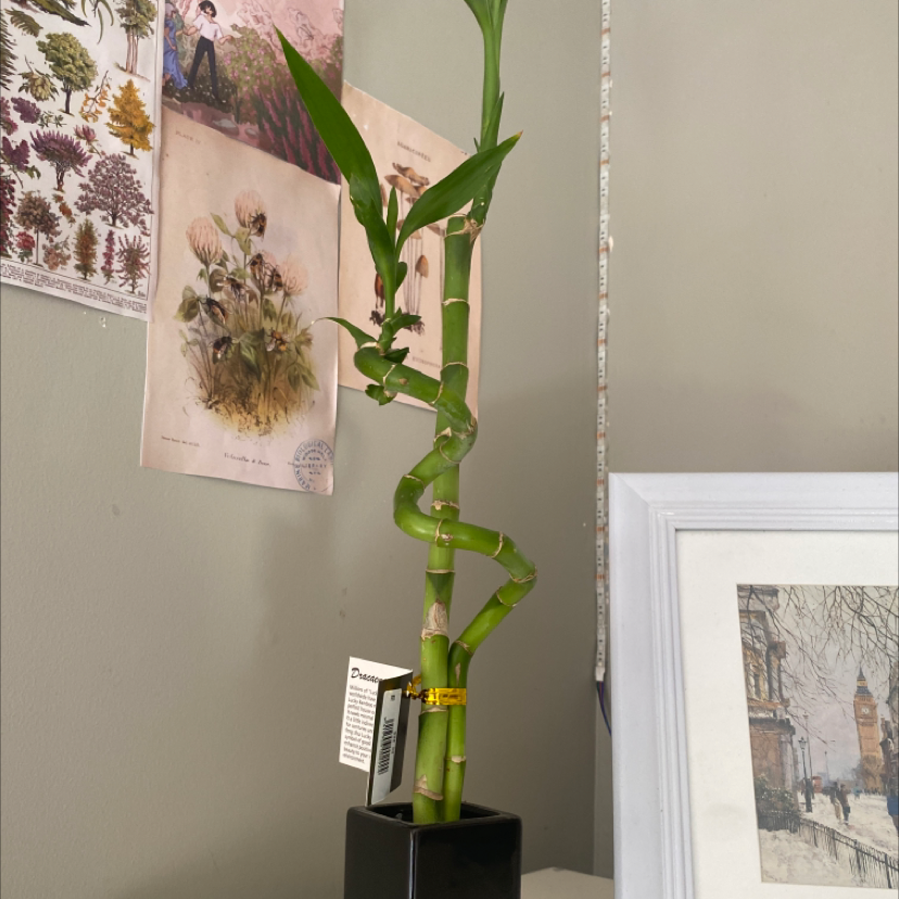 Lucky Bamboo plant photo by @b4byn4tiv3 named Michelle on Greg, the plant care app.