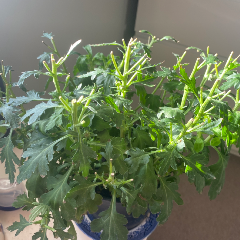 Image of a healthy Florist's Daisy plant with green leaves and no flowers.