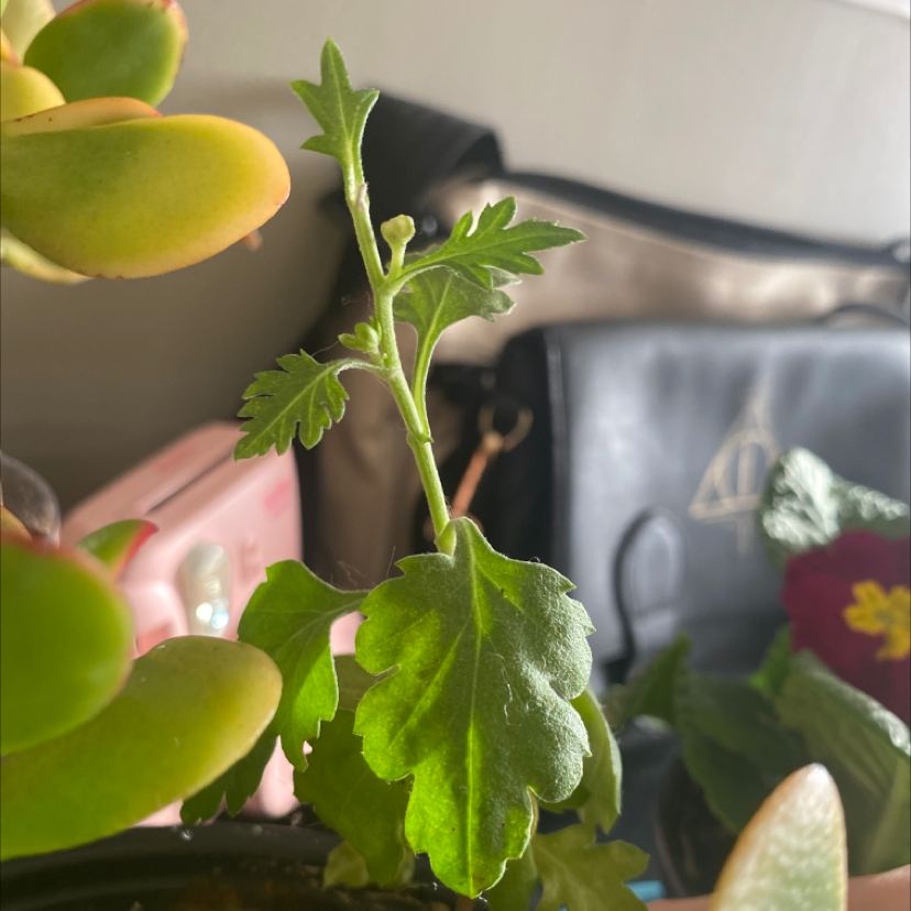 Young Florist's Daisy plant with healthy green leaves, well-framed and in focus.