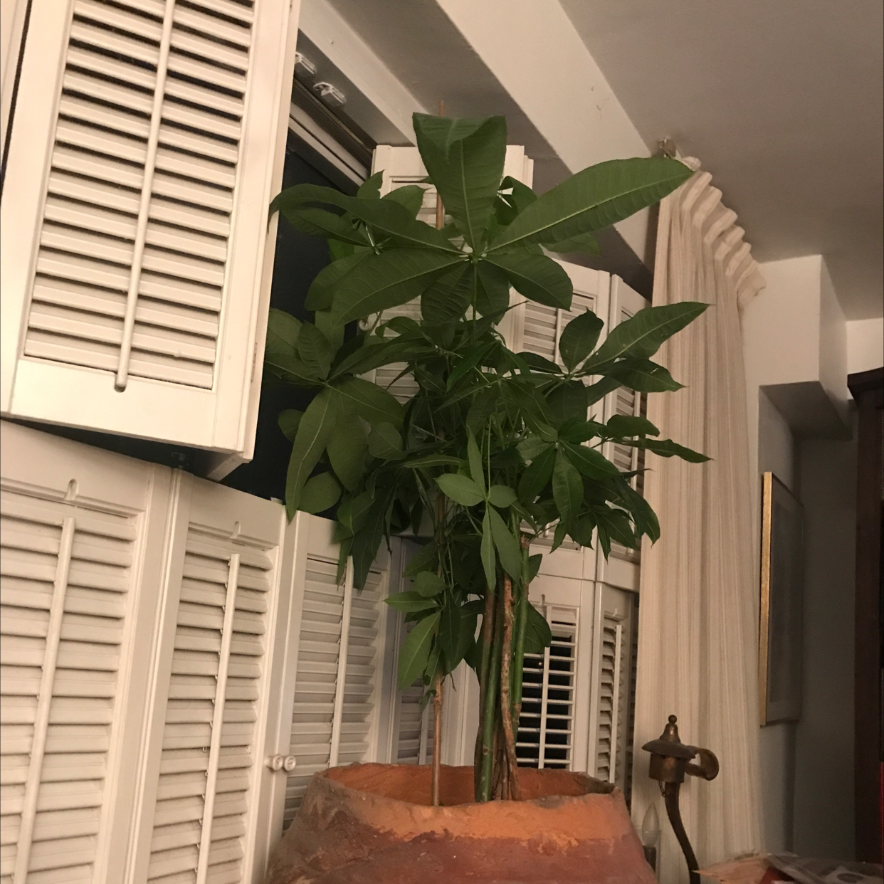 Money Tree plant photo by Trudelsoup named Money Tree on Greg, the plant care app.