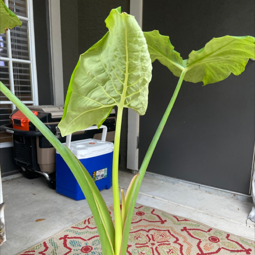Giant Taro plant with large green leaves, indoors or on a porch.