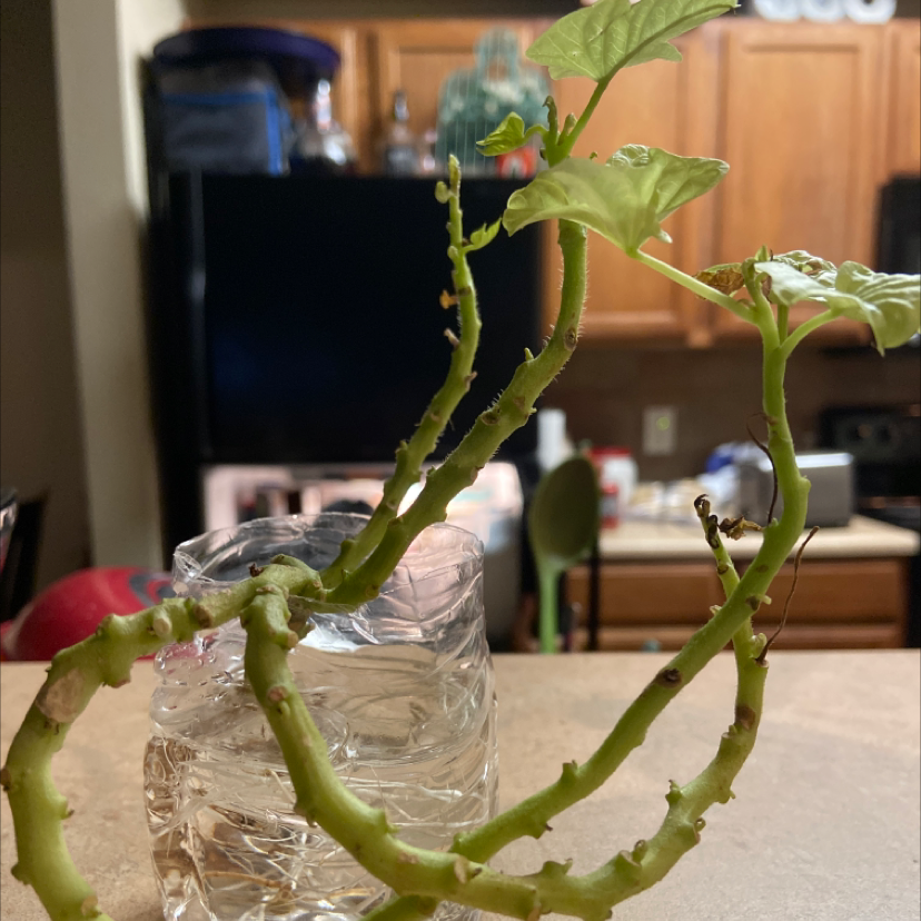 Healthy sweet potato vine with vibrant green leaves propagating in water-filled glass vase on kitchen counter.