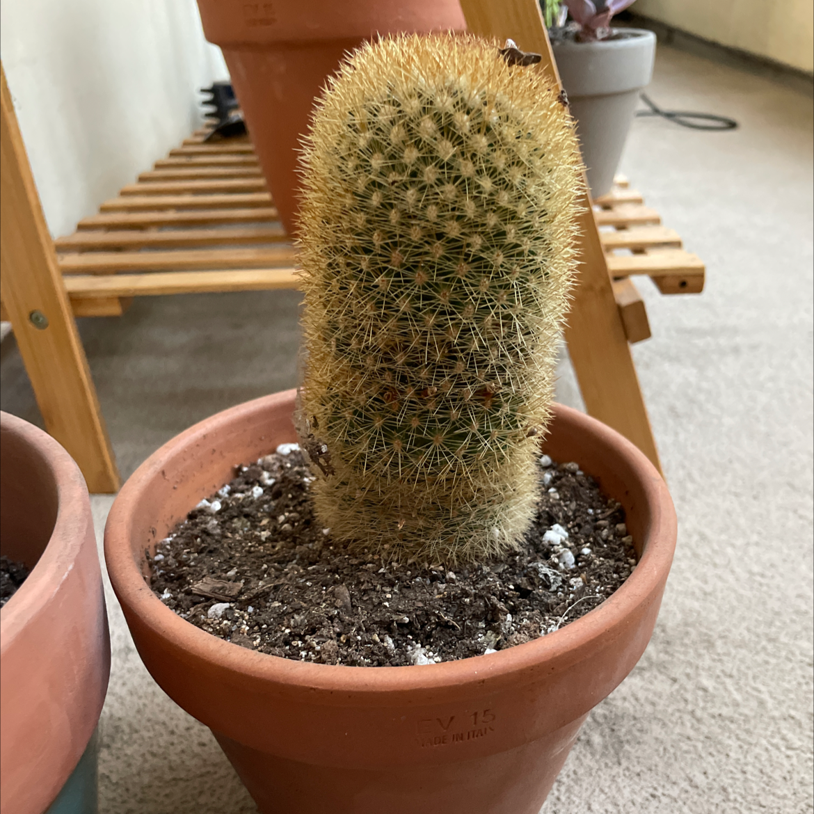 Photo of the plant species Mammillaria densispina by @kristinawaters named Sol on Greg, the plant care app