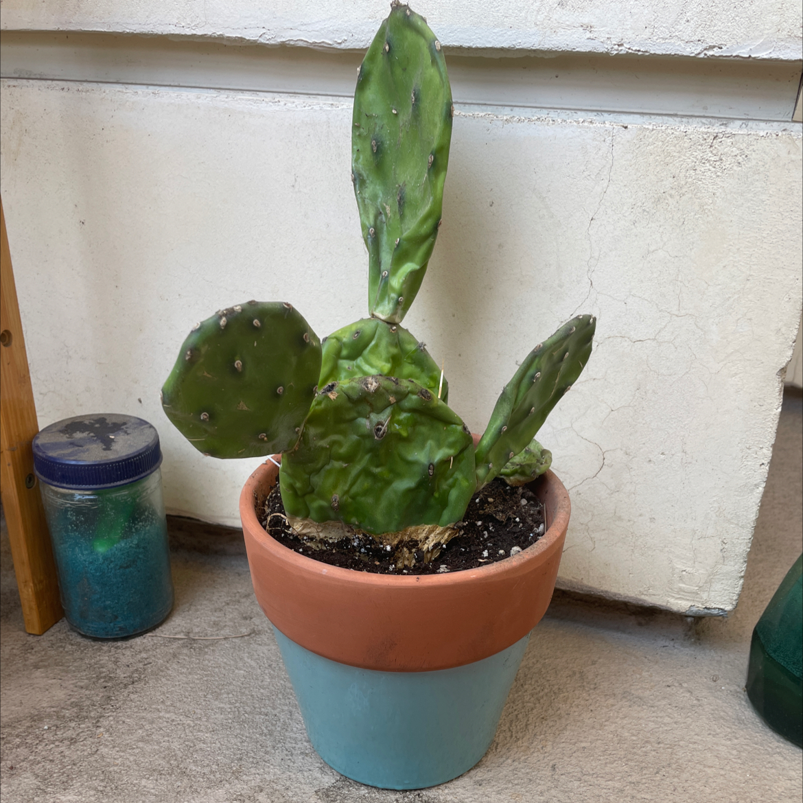 Potted Few-Spined Marble-Seeded Prickly Pear cactus in a two-toned pot.