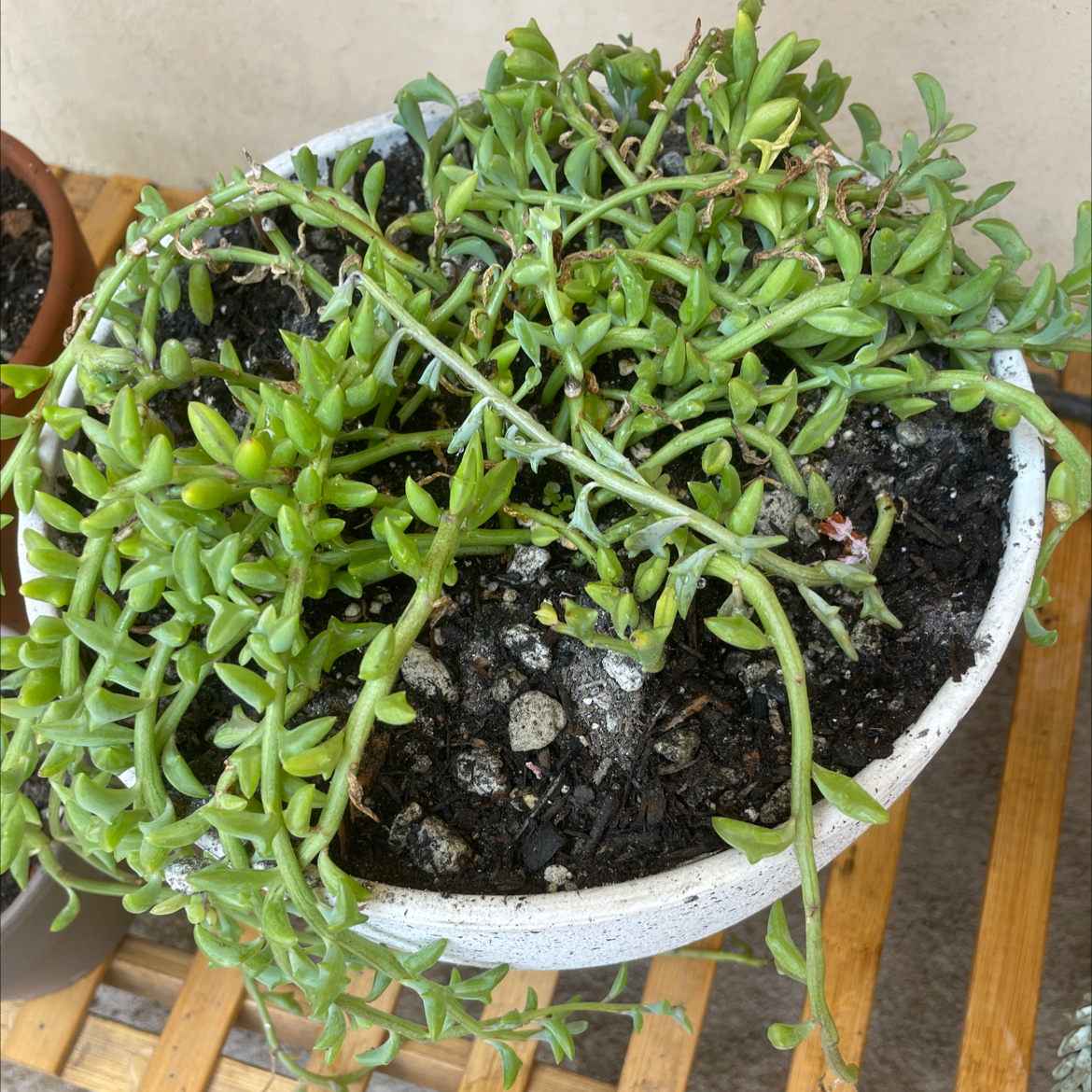 Stringy Stonecrop plant in a white pot with visible soil and healthy green leaves.