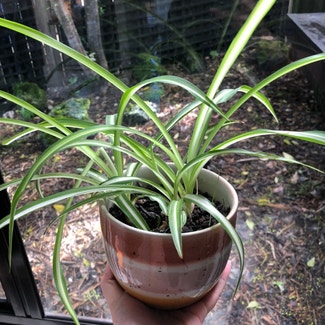Spider Plant plant in Auckland, Auckland