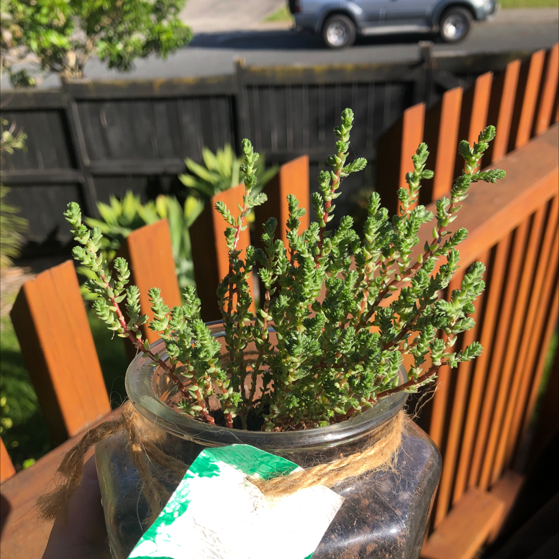 Goldmoss Stonecrop plant in a glass container with a wooden fence and vehicle in the background.