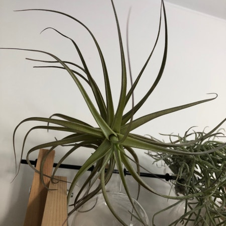 Photo of the plant species Air Plant by Torijk named Air on Greg, the plant care app