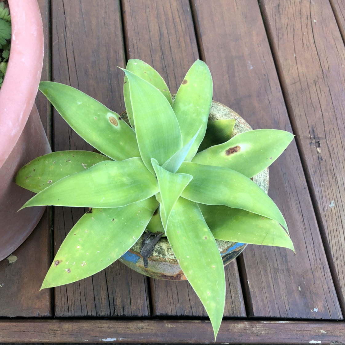 Photo of the plant species Lion's Tail Agave by @torijk named Keanu Leaves on Greg, the plant care app