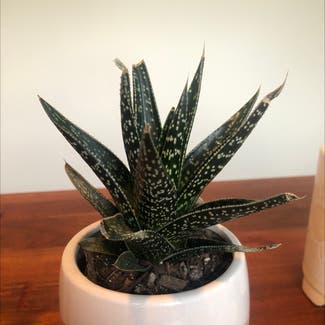 Lace Aloe plant in Auckland, Auckland