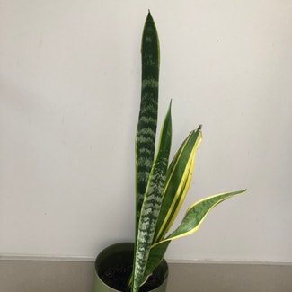 Snake Plant plant in Auckland, Auckland