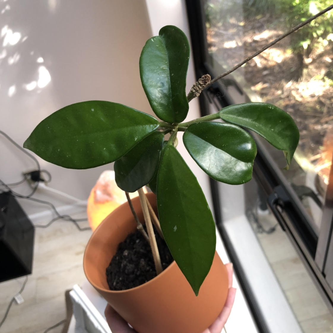 Photo of the plant species Waxplant by @torijk named Sir Plancelot on Greg, the plant care app