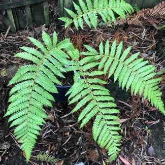 Hard Treefern plant in Auckland, Auckland