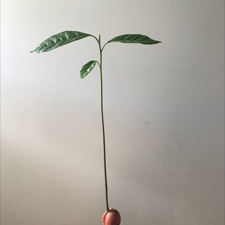 Avocado plant photo by @Sabrina5546 named Kesha on Greg, the plant care app.