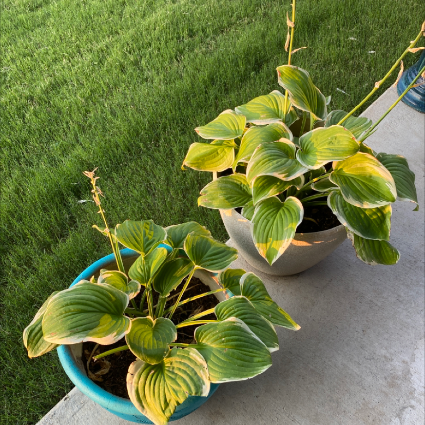 Two potted Hosta sieboldii plants with some yellowing and browning leaves on a concrete surface.