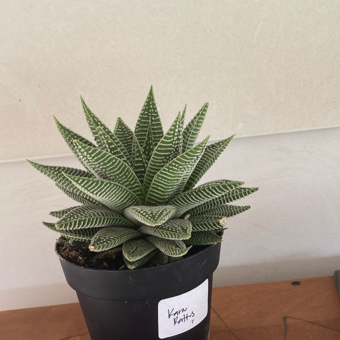 Photo of the plant species Gasterolea 'Midnight' by @Ratgirltattoo named Eva on Greg, the plant care app