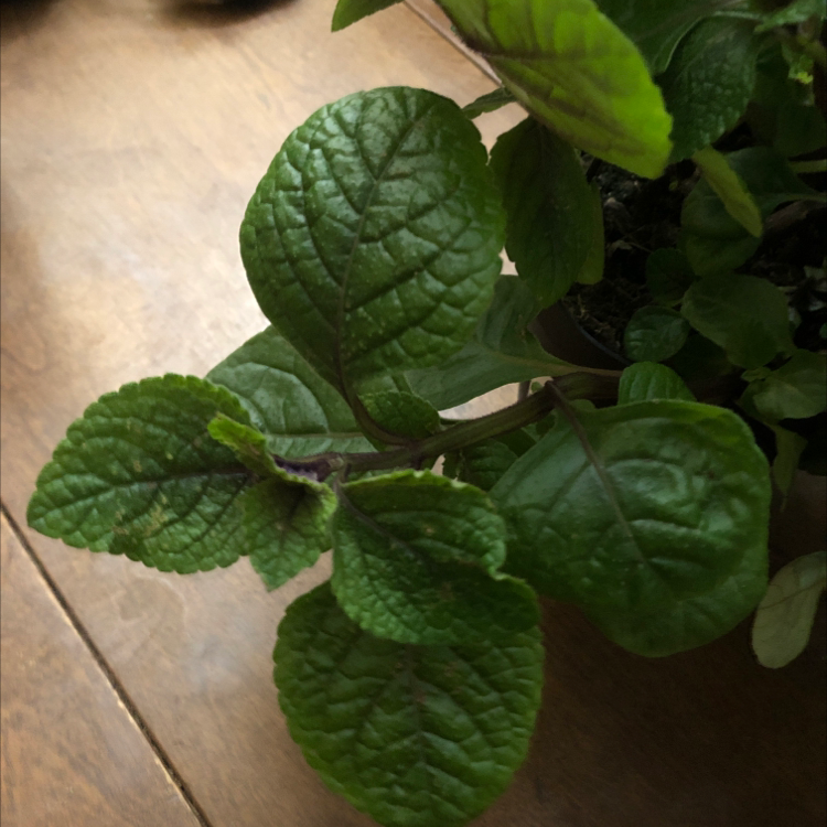 Image of a Speckled Spur Flower plant with healthy green leaves.