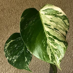 Variegated Monstera plant photo by Aroidclub named Damn it Elizabeth on Greg, the plant care app.
