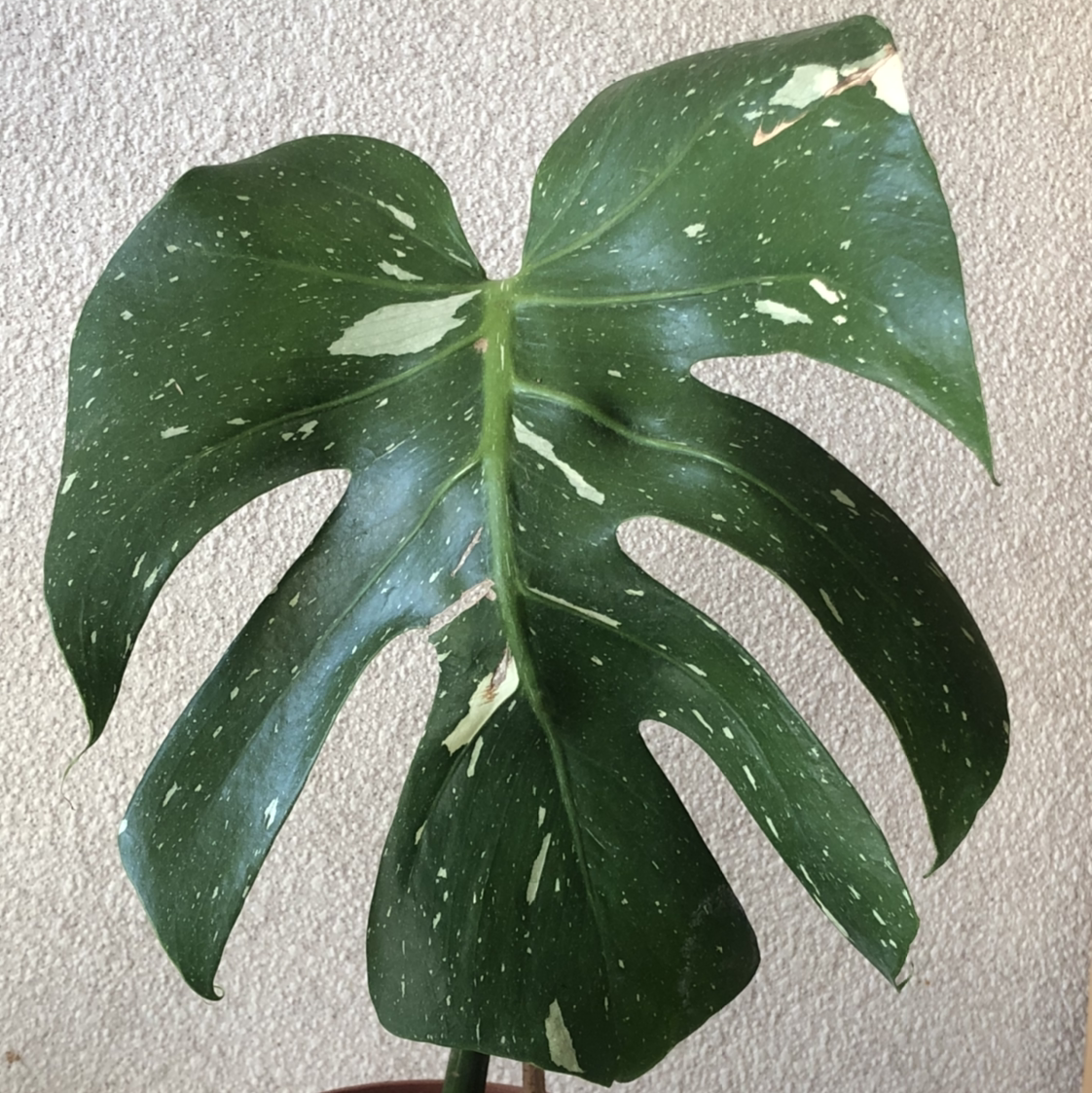 Thai Constellation Monstera plant photo by @aroidclub named Sloth on Greg, the plant care app.