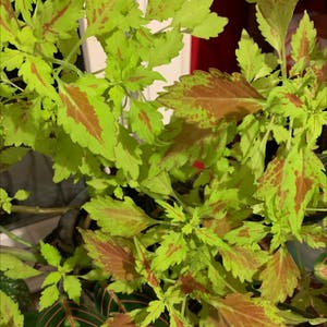 Coleus plant photo by Capejettymum named Limey on Greg, the plant care app.