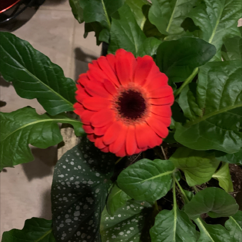 Photo of the plant species Gerbera by Capejettymum named Sista shasta on Greg, the plant care app