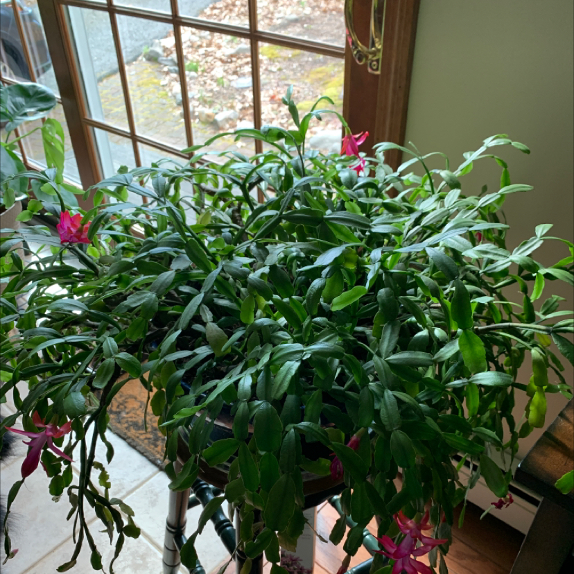 Schlumbergera Truncata plant photo by Capejettymum named Mama Jolie on Greg, the plant care app.