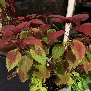 Coleus plant photo by Capejettymum named Dark Cole on Greg, the plant care app.
