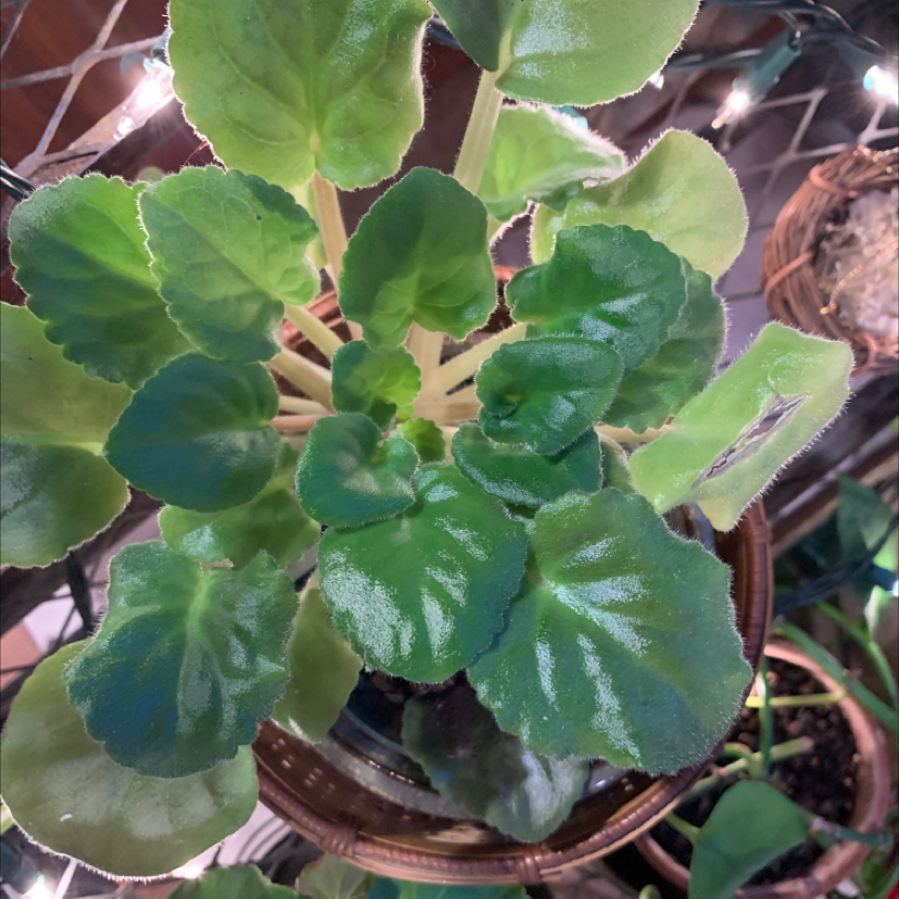 African Violet plant photo by Capejettymum named FuzzBuzz on Greg, the plant care app.