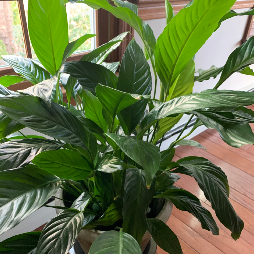Peace Lily plant photo by Capejettymum named Peace be with you on Greg, the plant care app.