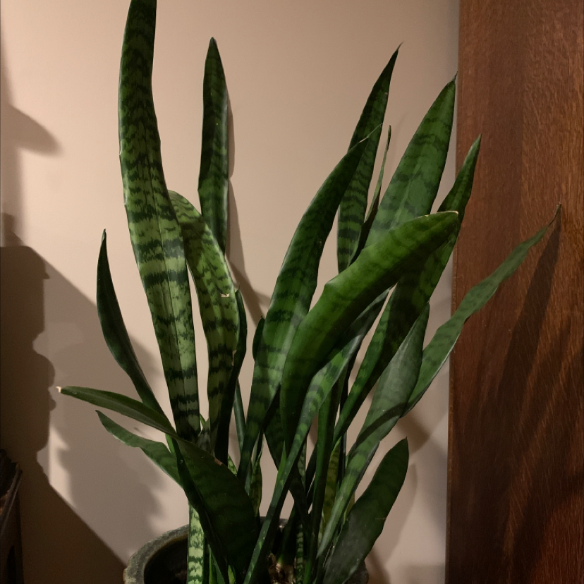 Snake Plant plant photo by Capejettymum named Ziggy on Greg, the plant care app.