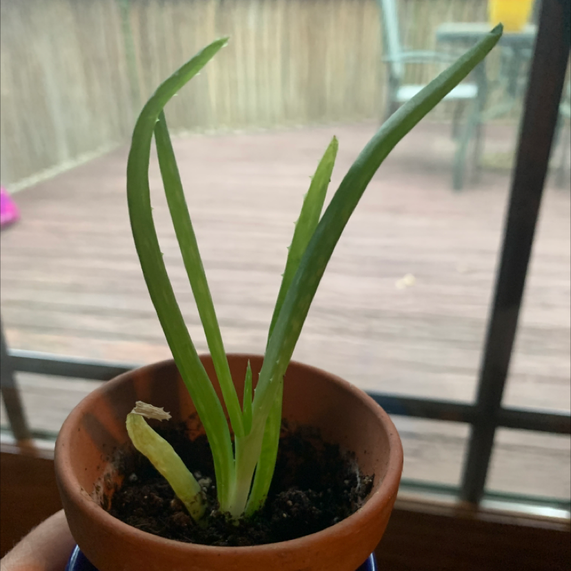 Aloe vera plant photo by Capejettymum named Clay Alœ on Greg, the plant care app.