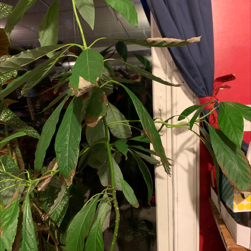 Avocado plant photo by Capejettymum named Cado on Greg, the plant care app.