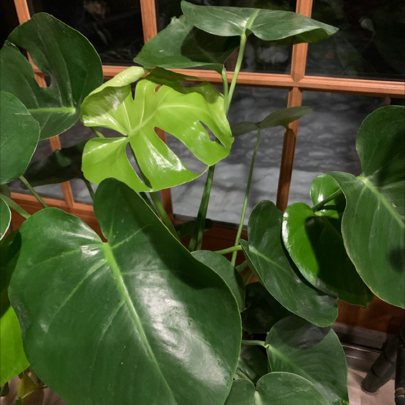 Monstera plant photo by Capejettymum named Baby Monsta on Greg, the plant care app.