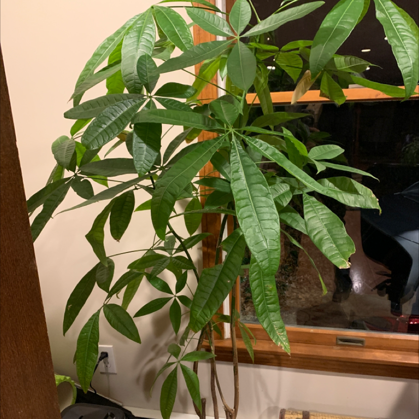 Money Tree plant photo by Capejettymum named 2x$ on Greg, the plant care app.