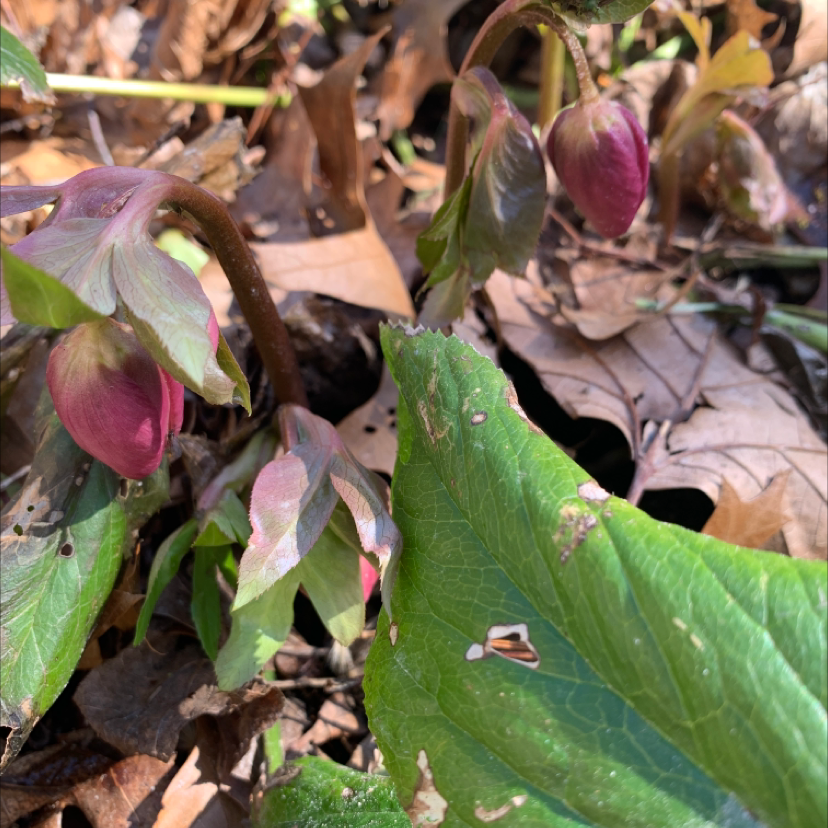 Photo of the plant species Lenten Rose by Capejettymum named Helleya! on Greg, the plant care app