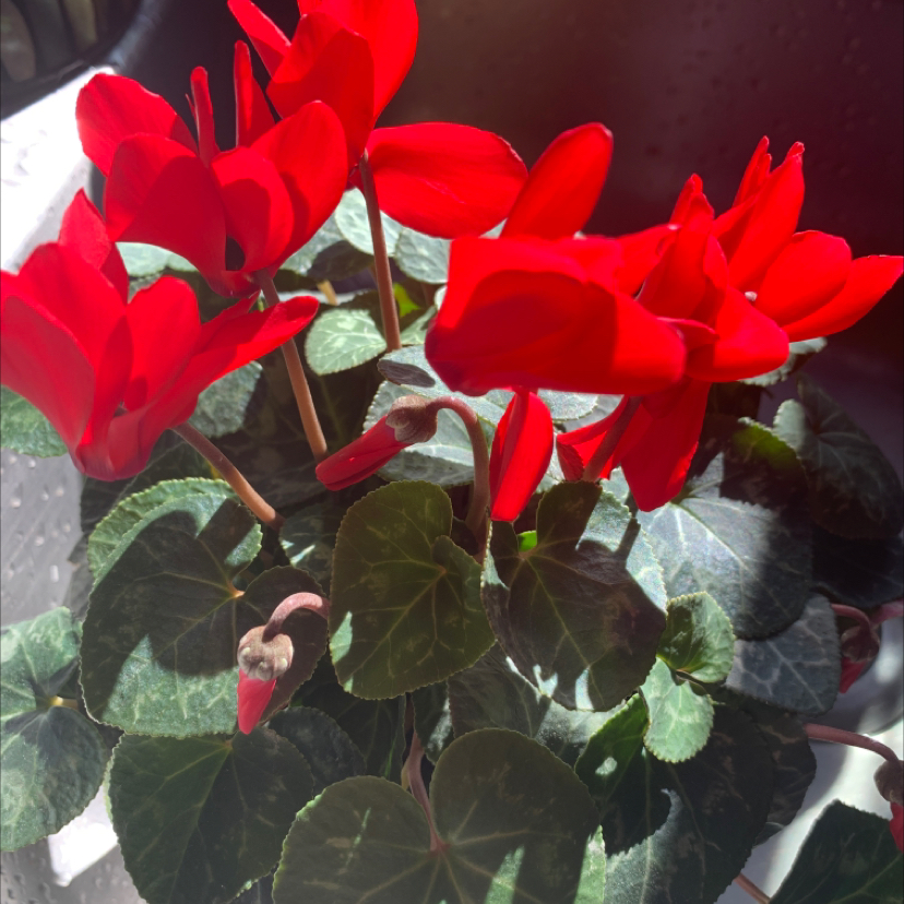 Photo of the plant species Persian Cyclamen by Capejettymum named Cycked on Greg, the plant care app