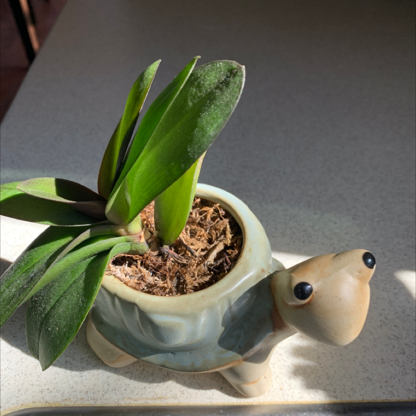 A plant with broad green leaves in a turtle-shaped pot. Soil is visible.