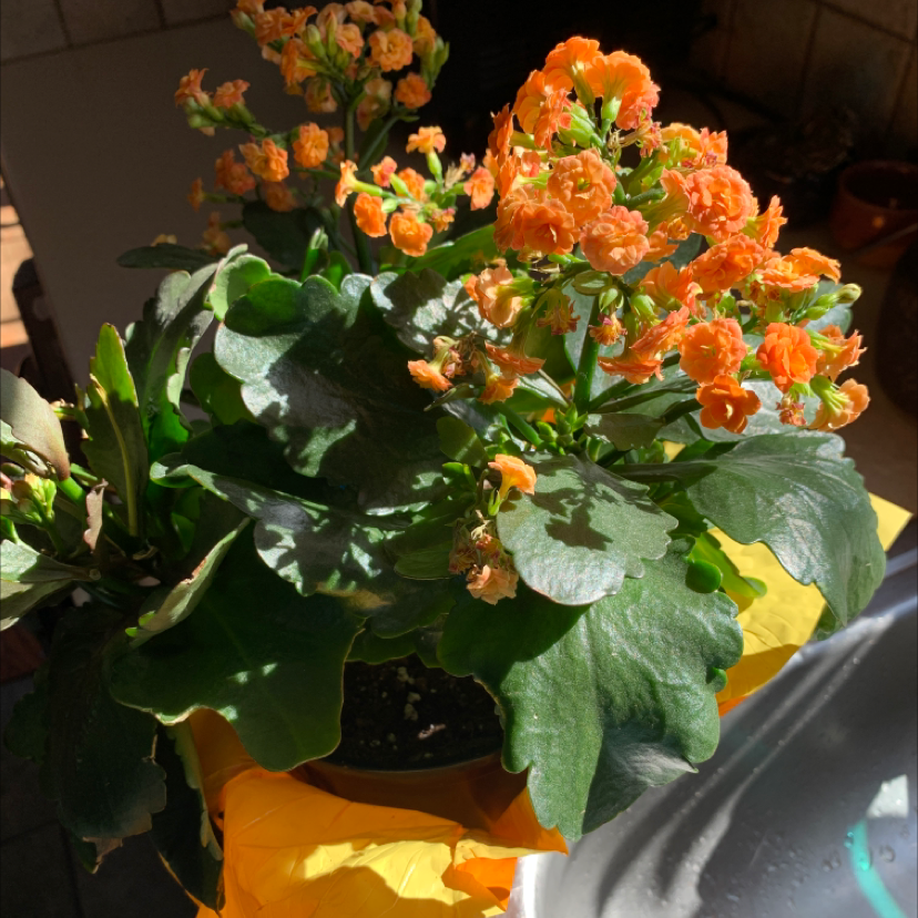 Florist Kalanchoe plant photo by Capejettymum named OrangeUHapi on Greg, the plant care app.