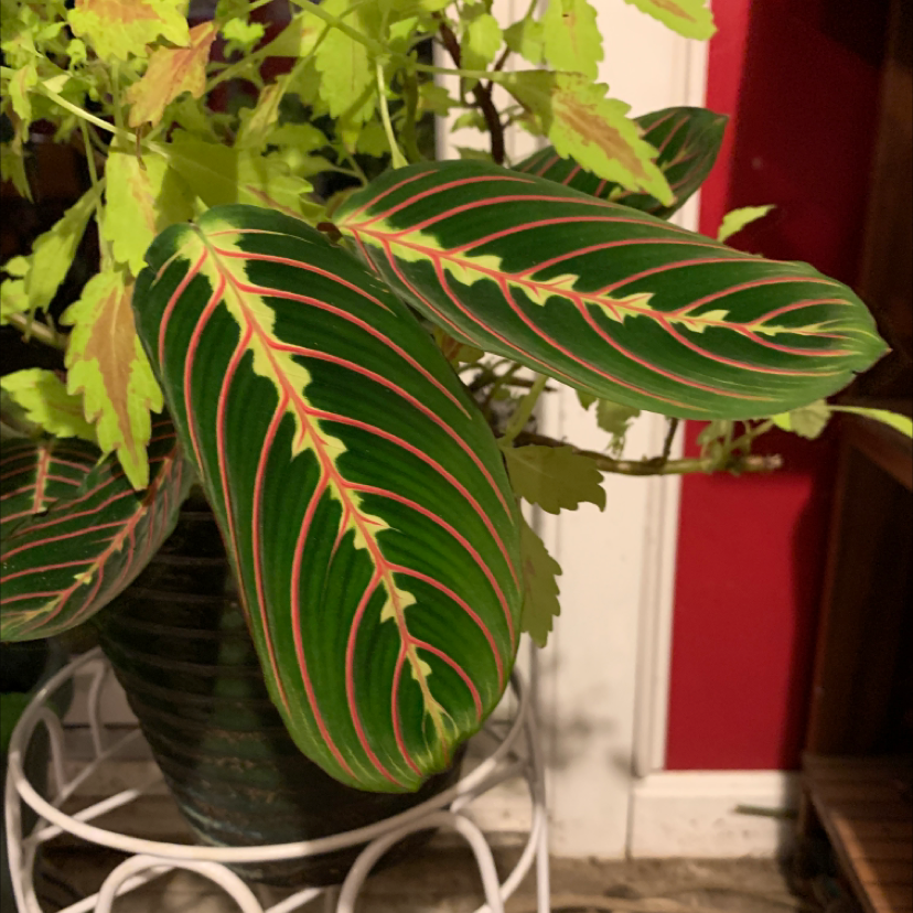 Green Prayer Plant plant photo by Capejettymum named Perfecto! on Greg, the plant care app.