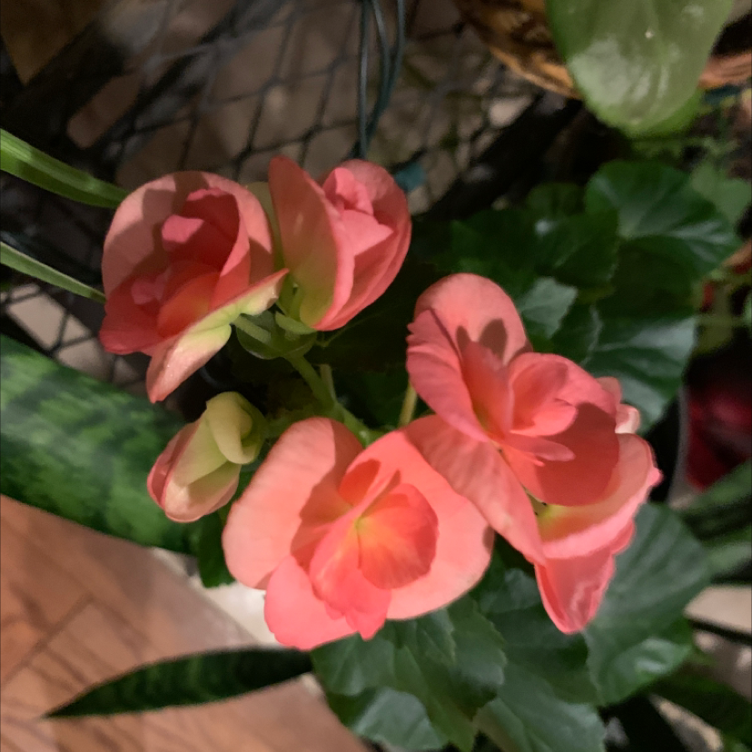 Photo of the plant species Tuberous Begonia by Capejettymum named Pinky on Greg, the plant care app
